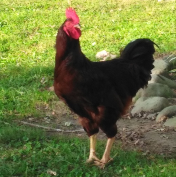 Bella is our newest addition to our family🥰 - Picture 6 of 8